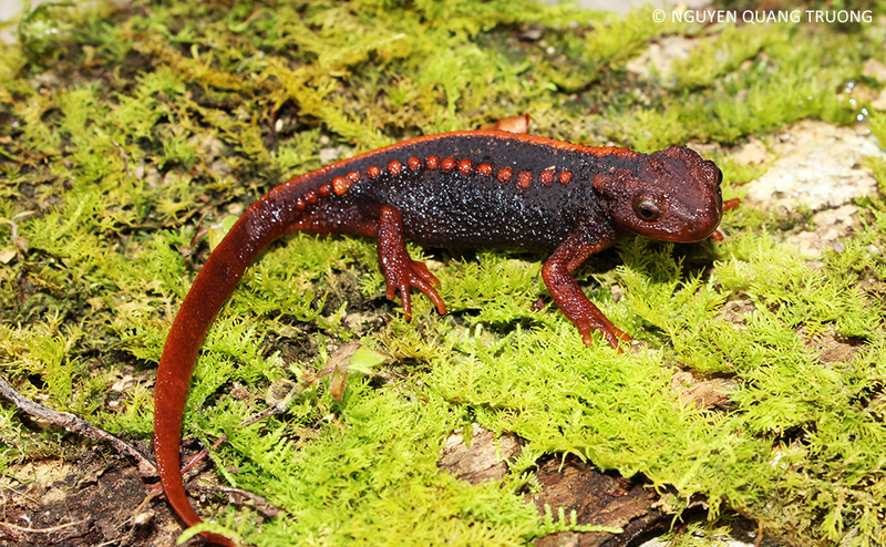 The “Klingon” newt was found in Thailand, and it measures between 6 and 7 cm long. It’s only the fourth newt species ever found in Thailand. (Image: Chiang Rai)
